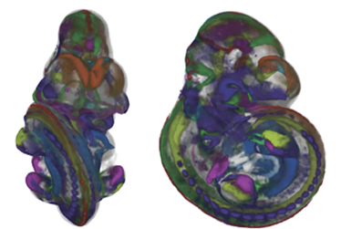 3D mapping of Wnt gene expression patterns